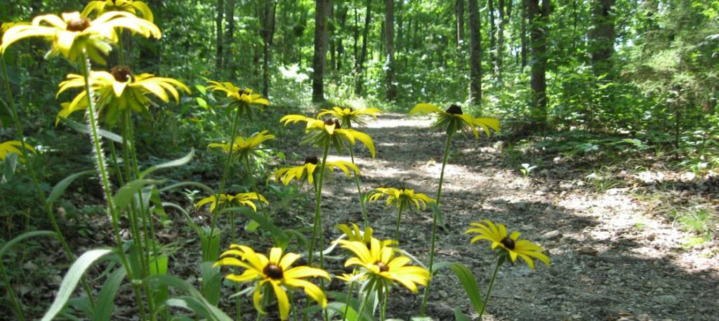 Busiek Nature Trails near Branson in the Ozarks