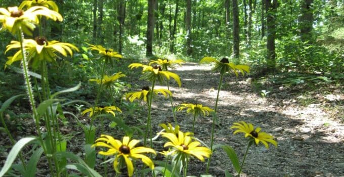 Busiek Nature Trails near Branson in the Ozarks